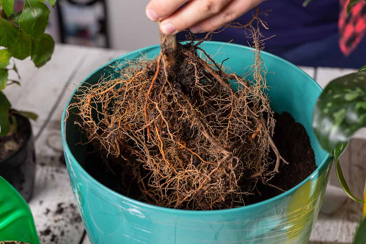 A close up horizontal image of a hand from the top of the frame placing a rootball into a large green container.