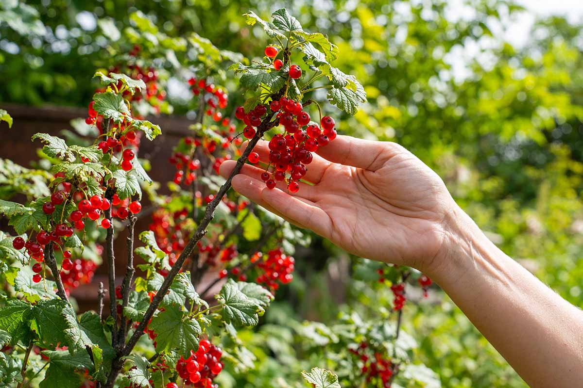 A close up horizontal image of a hand from the right of the frame picking a cluster of redcurrants growing in the garden pictured on a soft focus background.