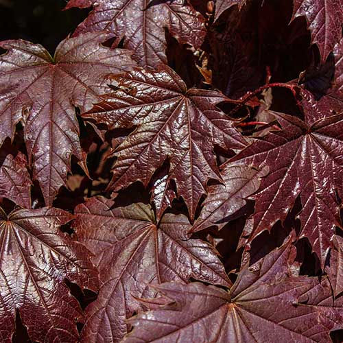 A close up square image of 'Royal Red' Norway maple leaves.