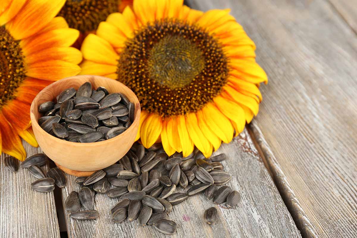 A close up horizontal image of sunflowers and freshly harvested pods in a small clay pot set on a wooden surface.