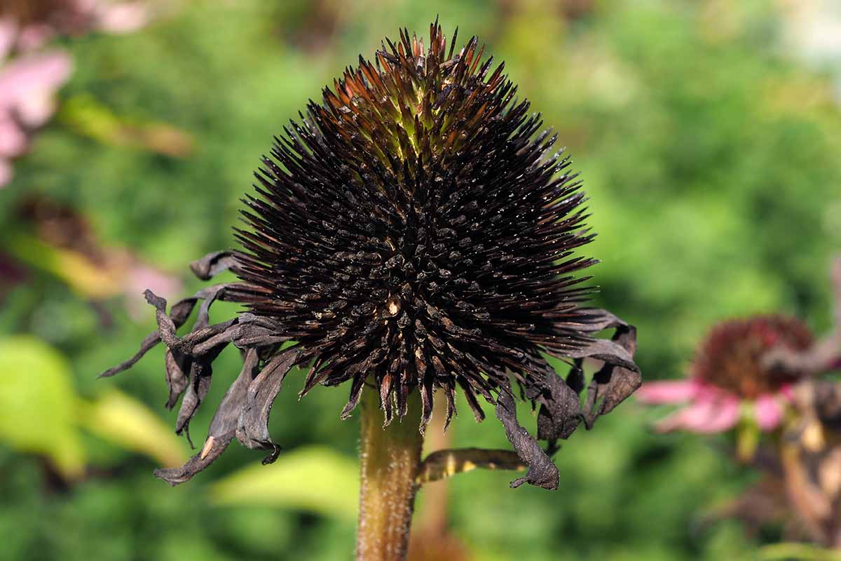 A close up horizontal image of an echinacea flower head drying in the garden, pictured on a soft focus background.