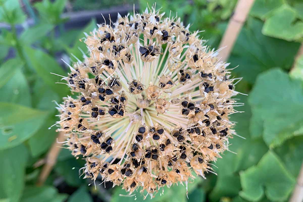 A close up horizontal image of a dried umbel with little black pods visible, pictured with foliage in soft focus background.