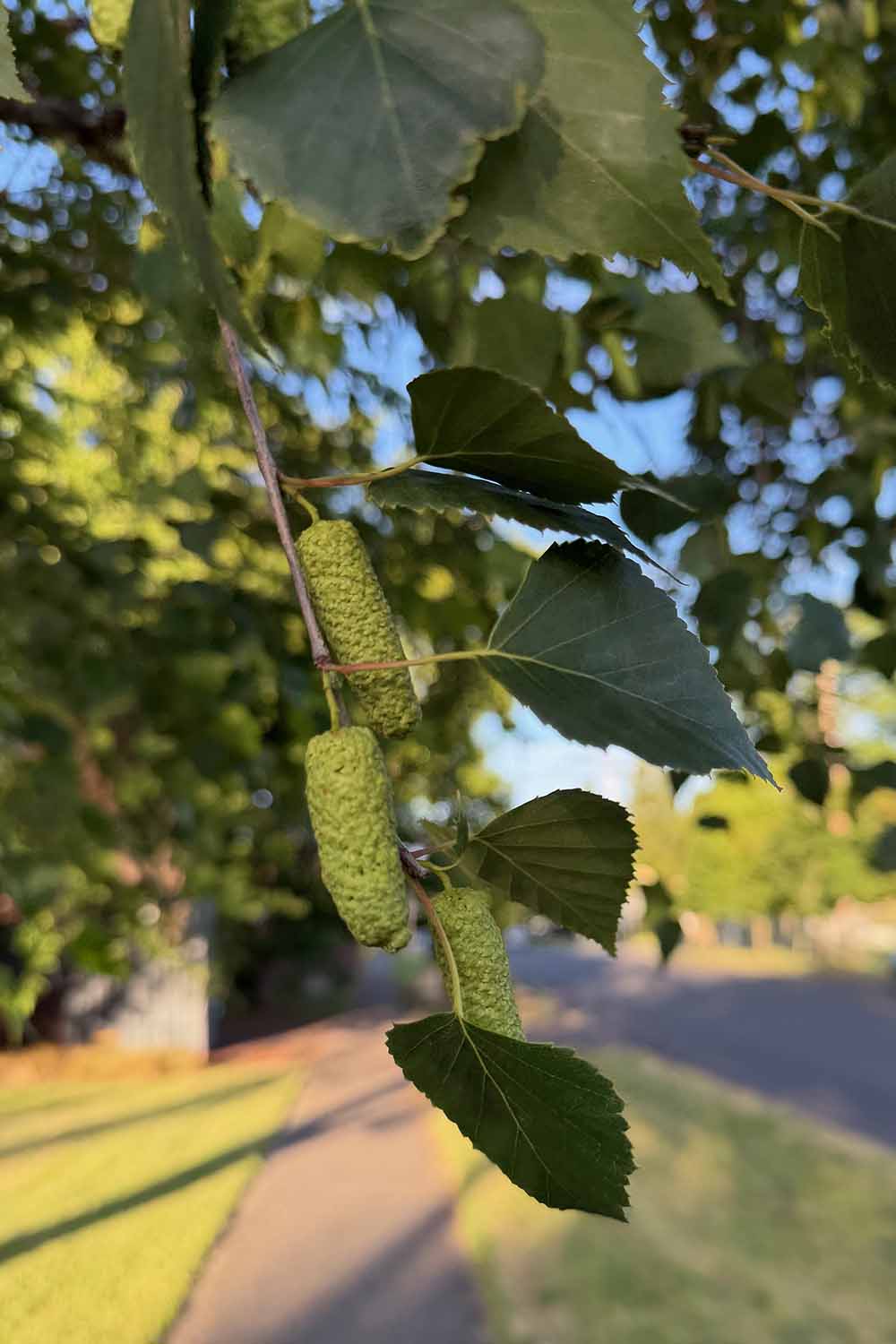 A close up vertical image of the seed pods on a landscape tree growing beside a road.
