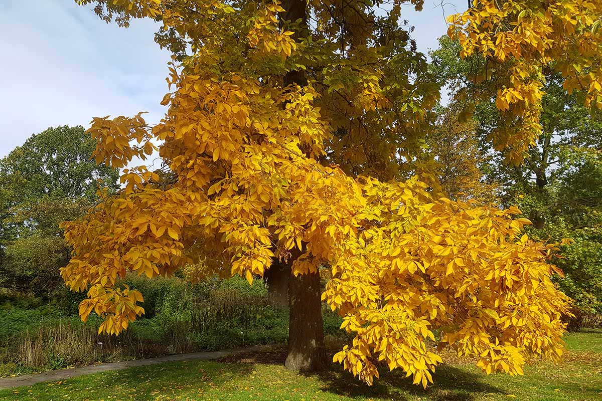 A close up horizontal image of a shagbark hickory tree growing in the garden with bright yellow fall foliage.