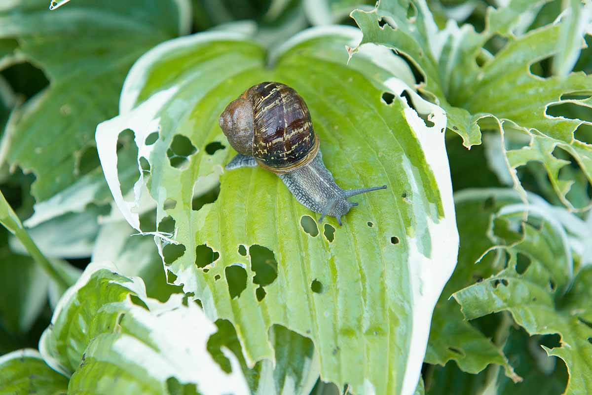A close up horizontal image of a snail crawling around on a hosta leaf munching holes in the foliage.