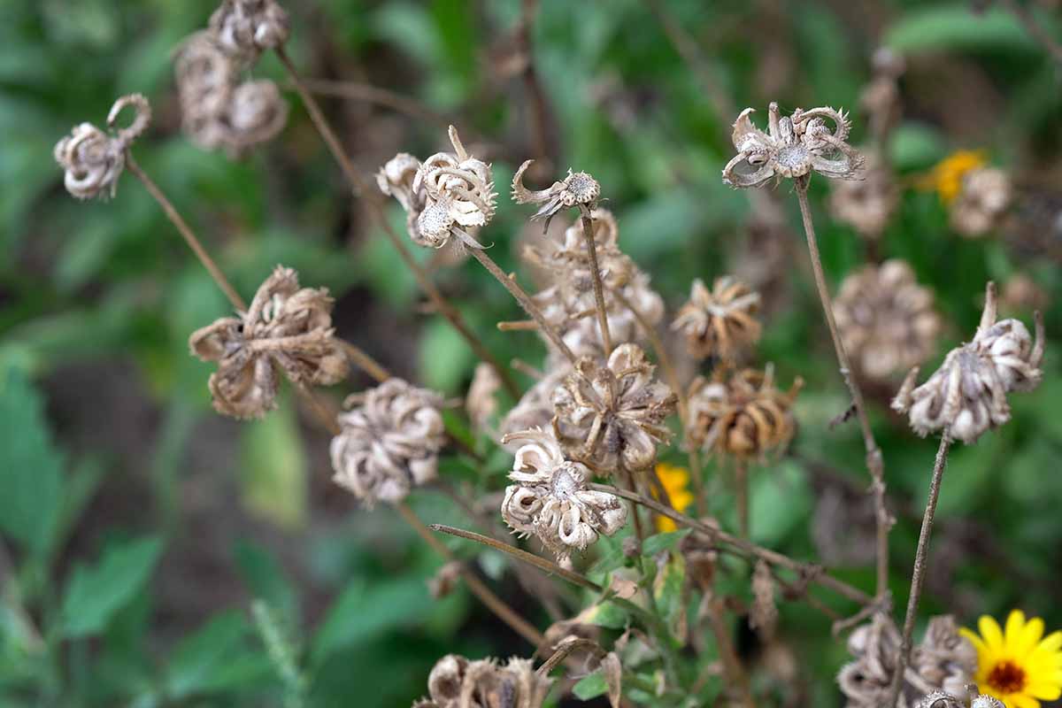 A close up horizontal image of spent blossoms drying in the fall garden pictured on a soft focus background.