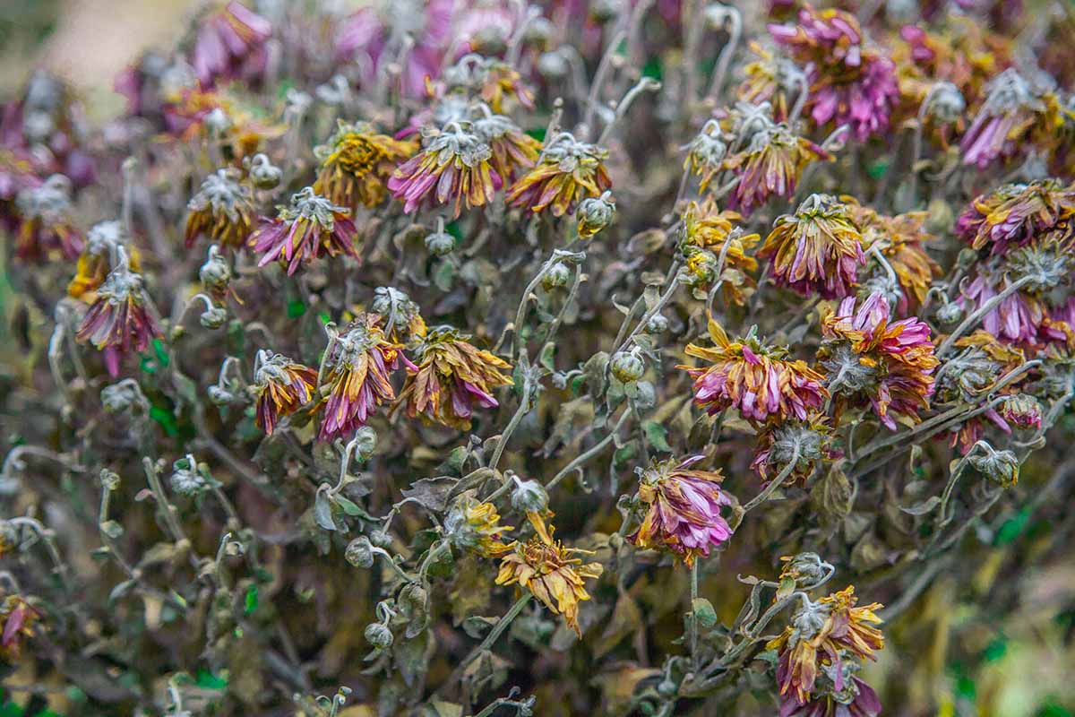A close up horizontal image of flower heads drying in the garden, pictured on a soft focus background.
