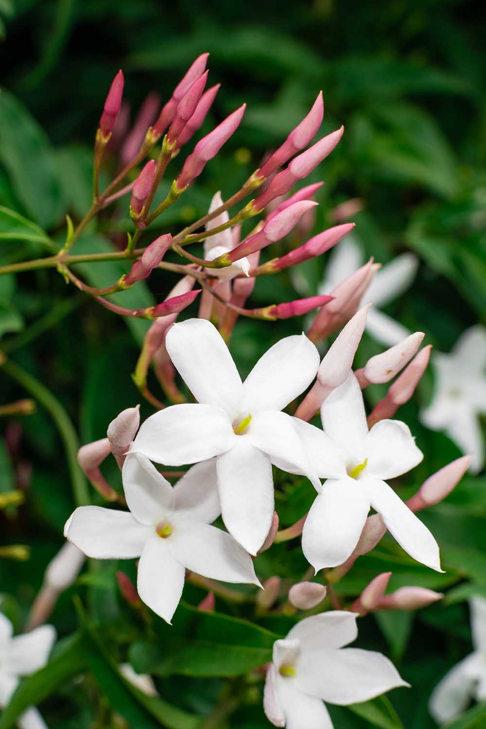 A close up vertical image of jasmine flowers growing in the garden pictured on a soft focus background.