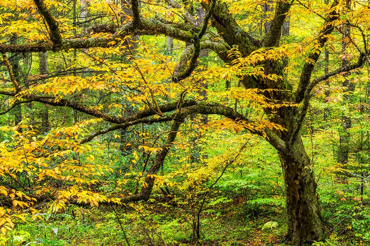 A horizontal image of a swamp birch tree growing wild in a forest with autumn color.