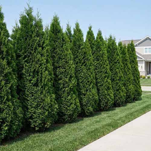 A square image of a row of 'Techny' arborvitae growing as a privacy screen in an urban locale.