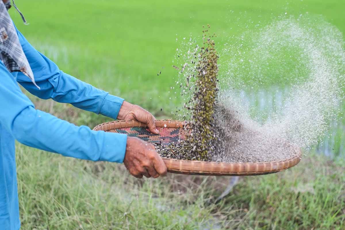 A horizontal image of a person from the left of the frame using a basket to winnow chaff, pictured on a soft focus background.