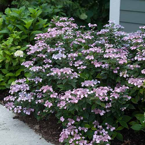 A close up square image of a mountain hydrangea growing outside a residence.