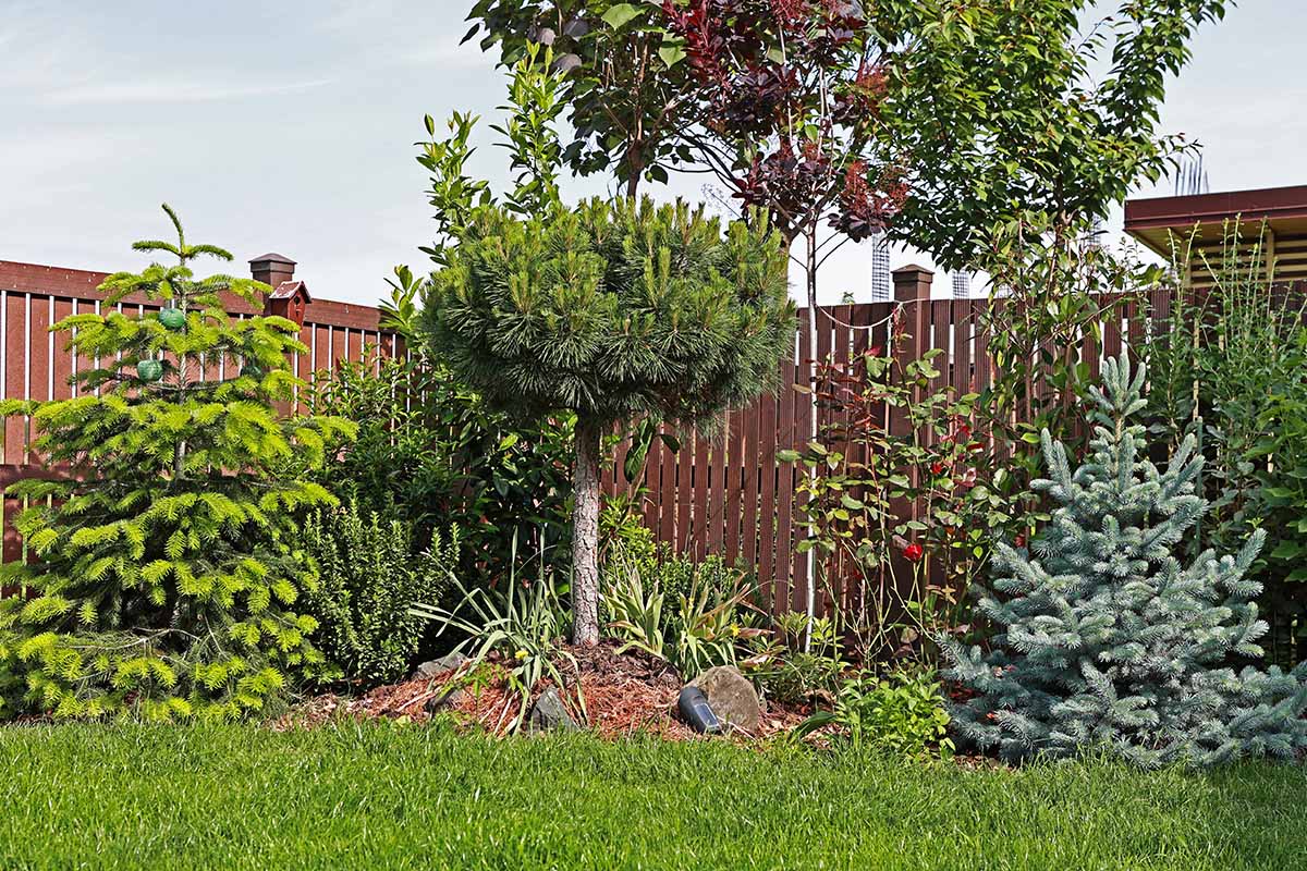 A horizontal image of a small urban garden with a selection of small trees.