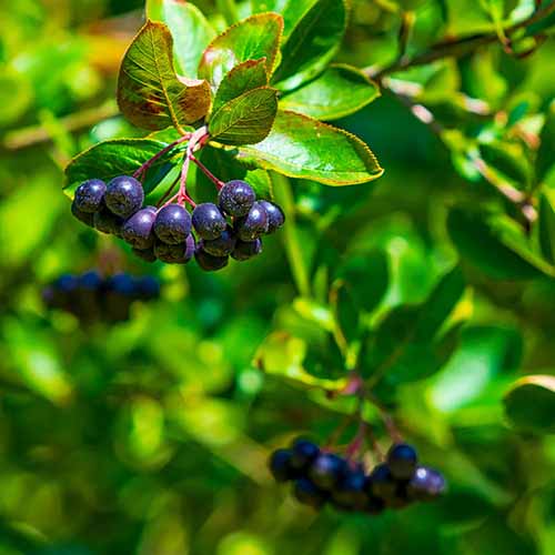 A square image of ripening chokeberries on the shrub pictured in light sunshine on a soft focus background.