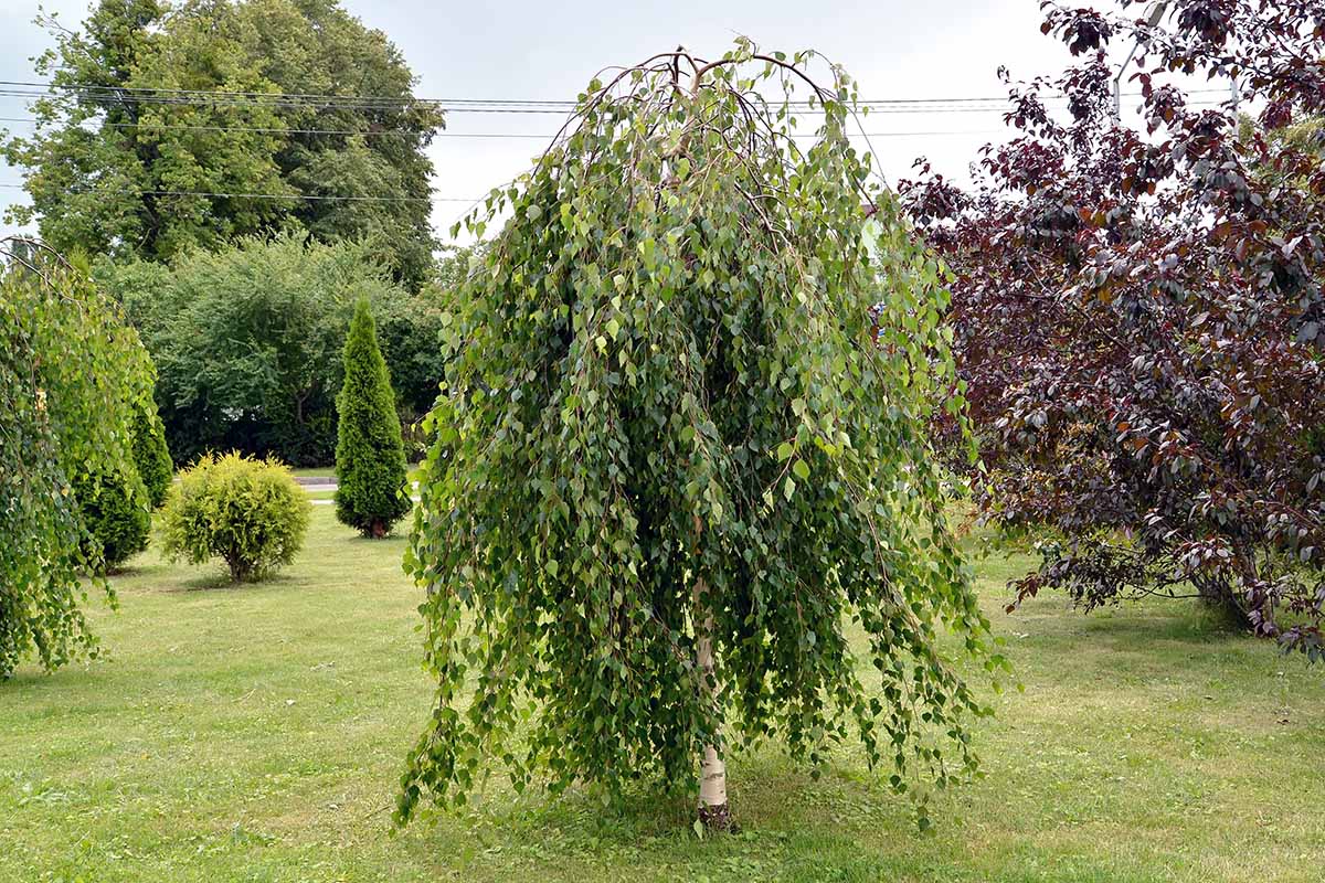 A horizontal image of a young silver birch with pendulous branches growing in the garden with other landscape trees.