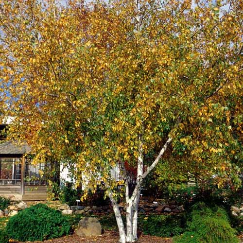 A square image of a 'Whitespire' tree growing outside a residence surrounded by mulch.