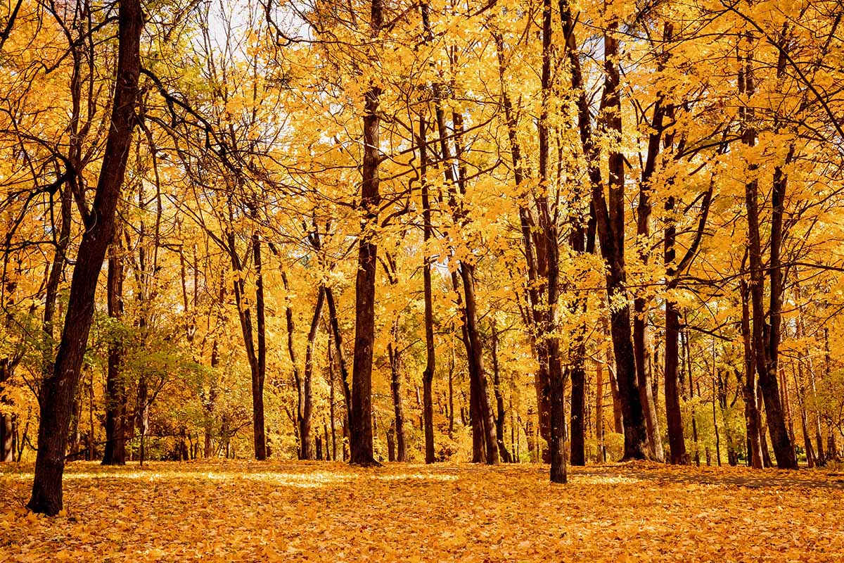 A horizontal image of a forest in autumn with bright yellow foliage.