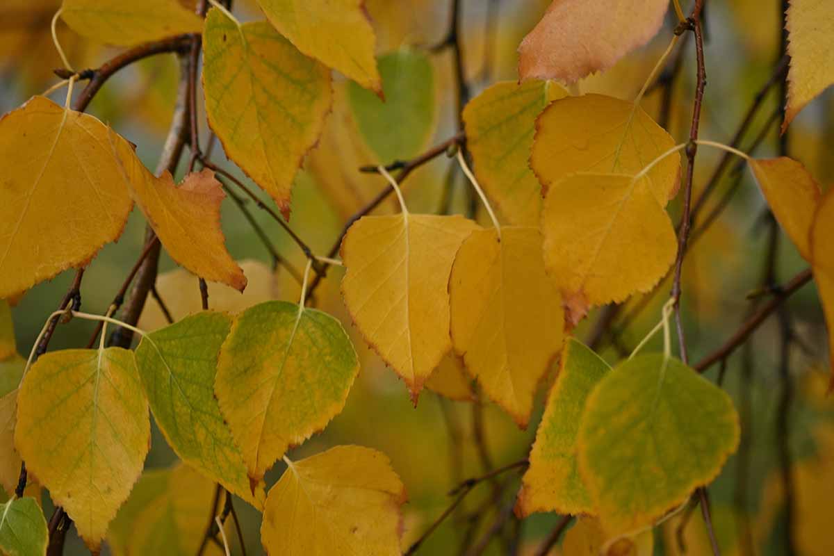 A close up horizontal image of yellow foliage in fall.
