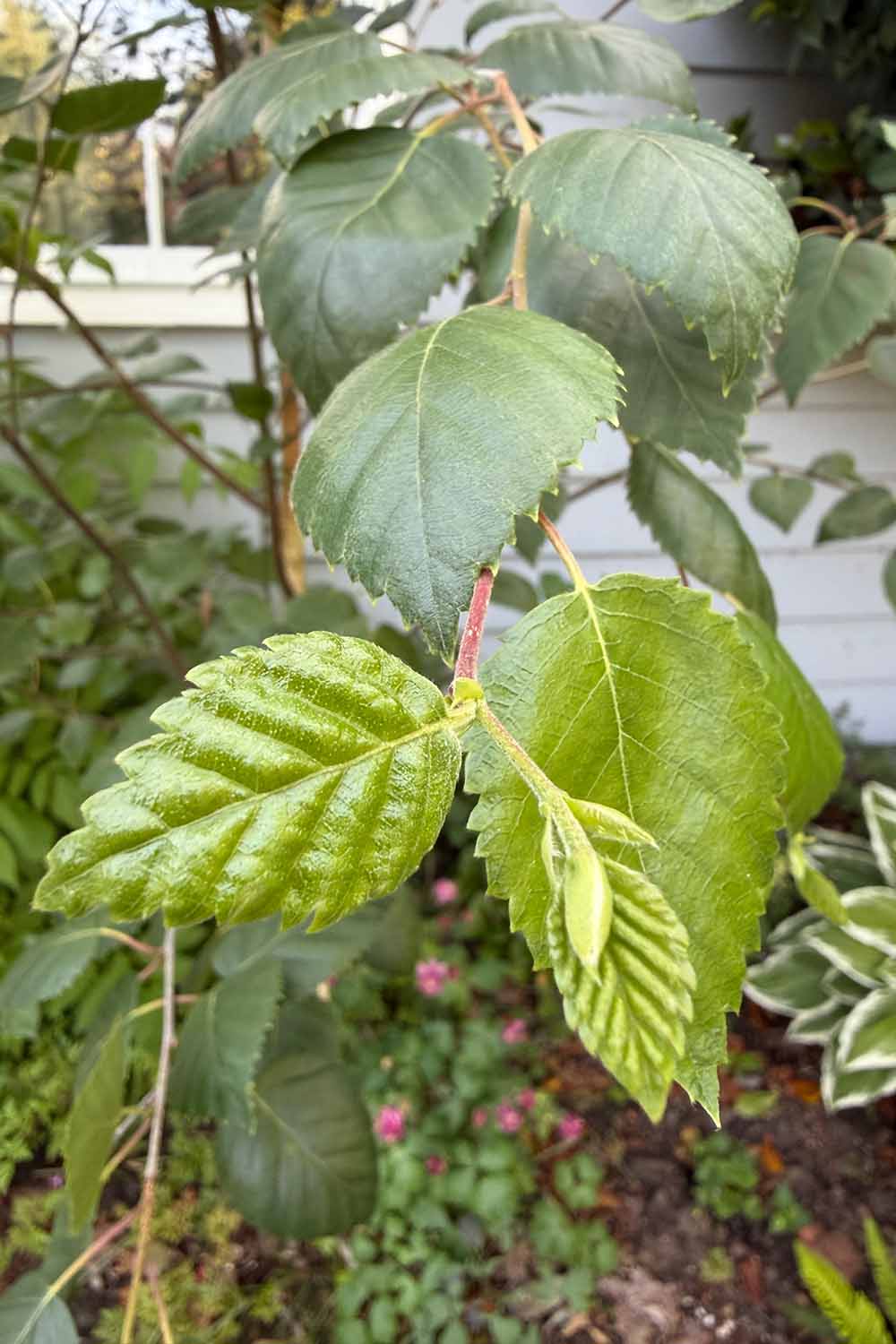 A close up vertical image of young leaves emerging on a birch tree growing outside a residence.