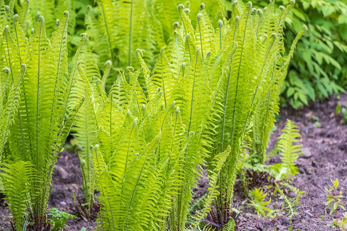 A horizontal image of the young fronds of Matteuccia struthiopteris emerging in the spring.