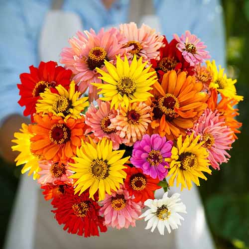 A close up square image of a gardener holding a bouquet of Super Cactus zinnias.