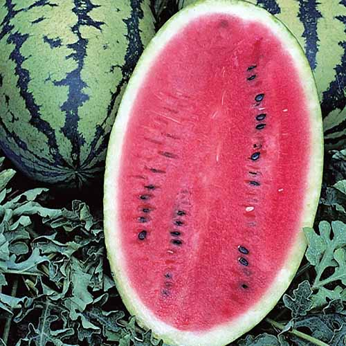 A square image of an 'Allsweet' watermelon sliced in half.