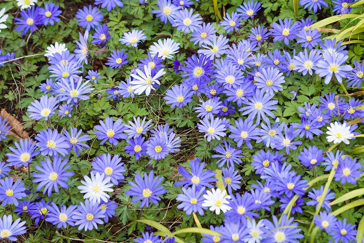 A close up horizontal image of blue and white Grecian windflowers growing in the garden with foliage in the background.