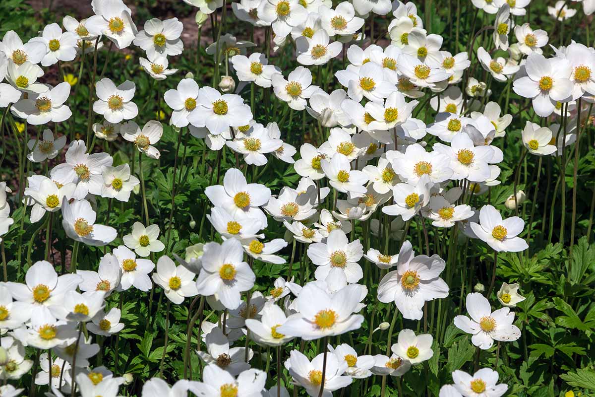 A close up horizontal image of a mass of white Anemone canadensis flowers with yellow centers growing in the garden pictured in bright sunshine.