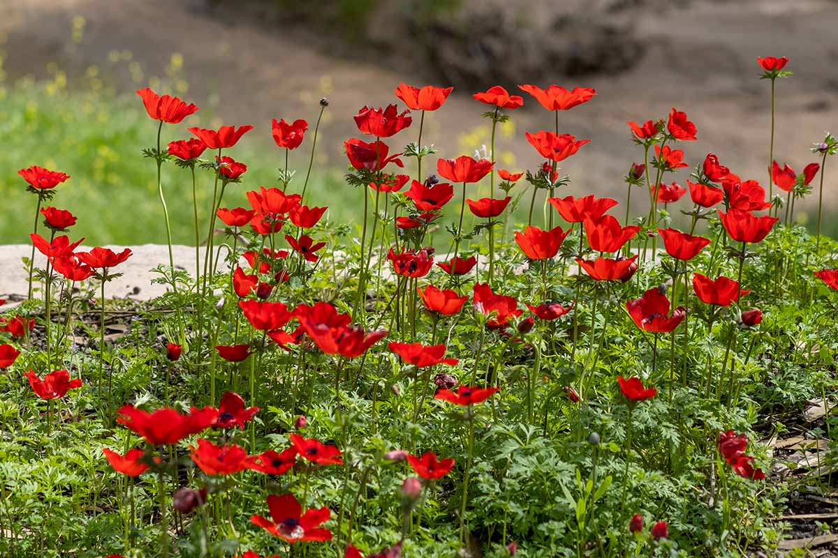 A close up horizontal image of bright red poppy-like anemone flowers mass planted in the garden pictured on a soft focus background.