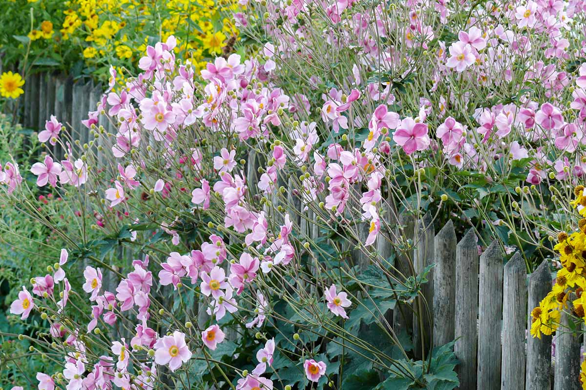 A close up horizontal image of light pink anemone flowers spilling over a wooden fence, with yellow flowers in soft focus in the background.