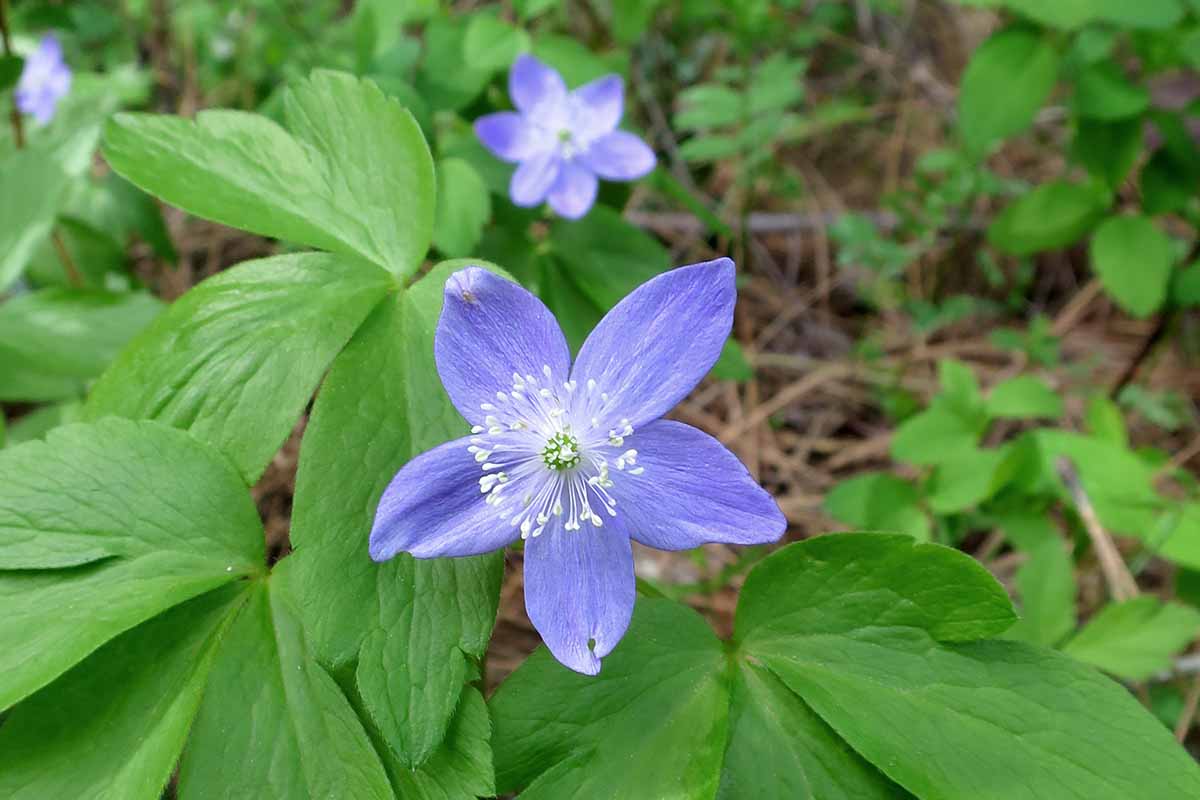A close up horizontal image of a small blue Anemone oregana flower growing in the garden with foliage in soft focus in the background.