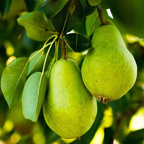 A close up square image of 'D'Anjou' green fruits on teh tree pictured on a soft focus background.