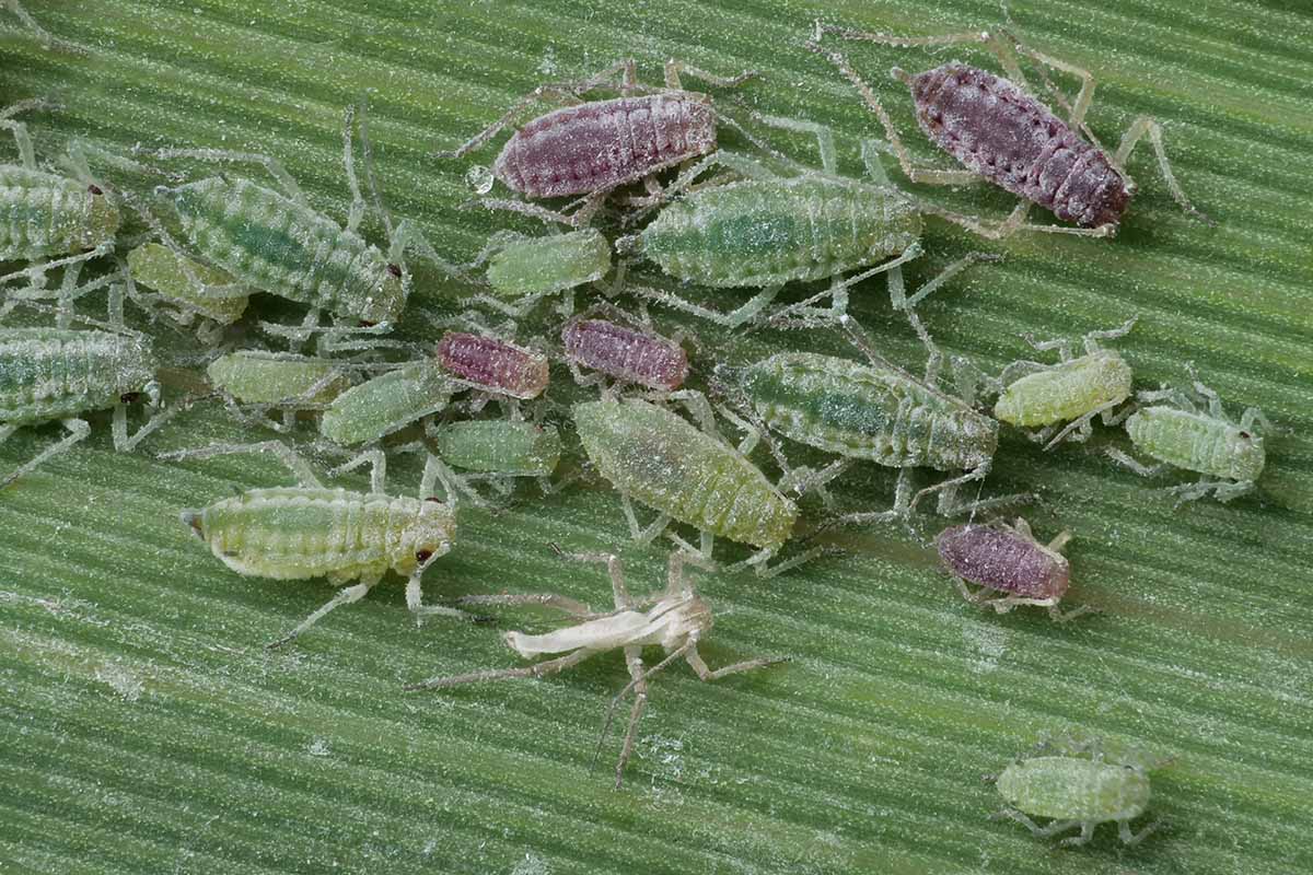 A close up horizontal image of mealy plum aphids infesting a leaf.