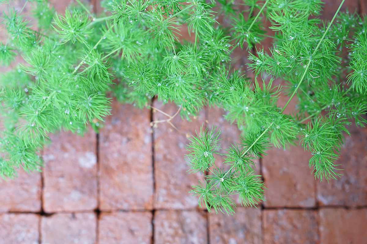 Closeup overhead shot of a ming fern, with a red brick background.