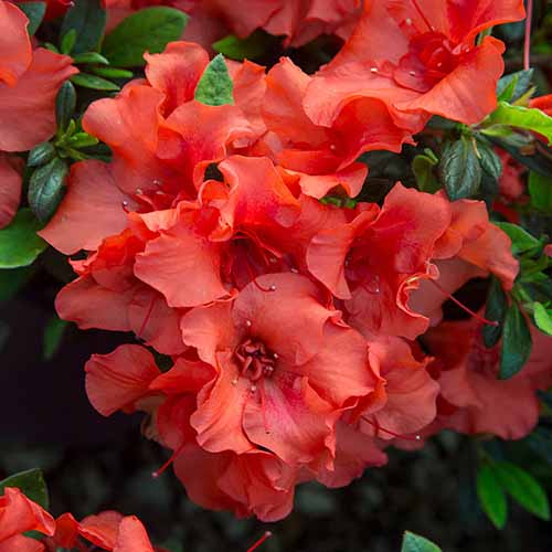 A close up square image of Autumn Embers azalea flowers pictured on a soft focus background.