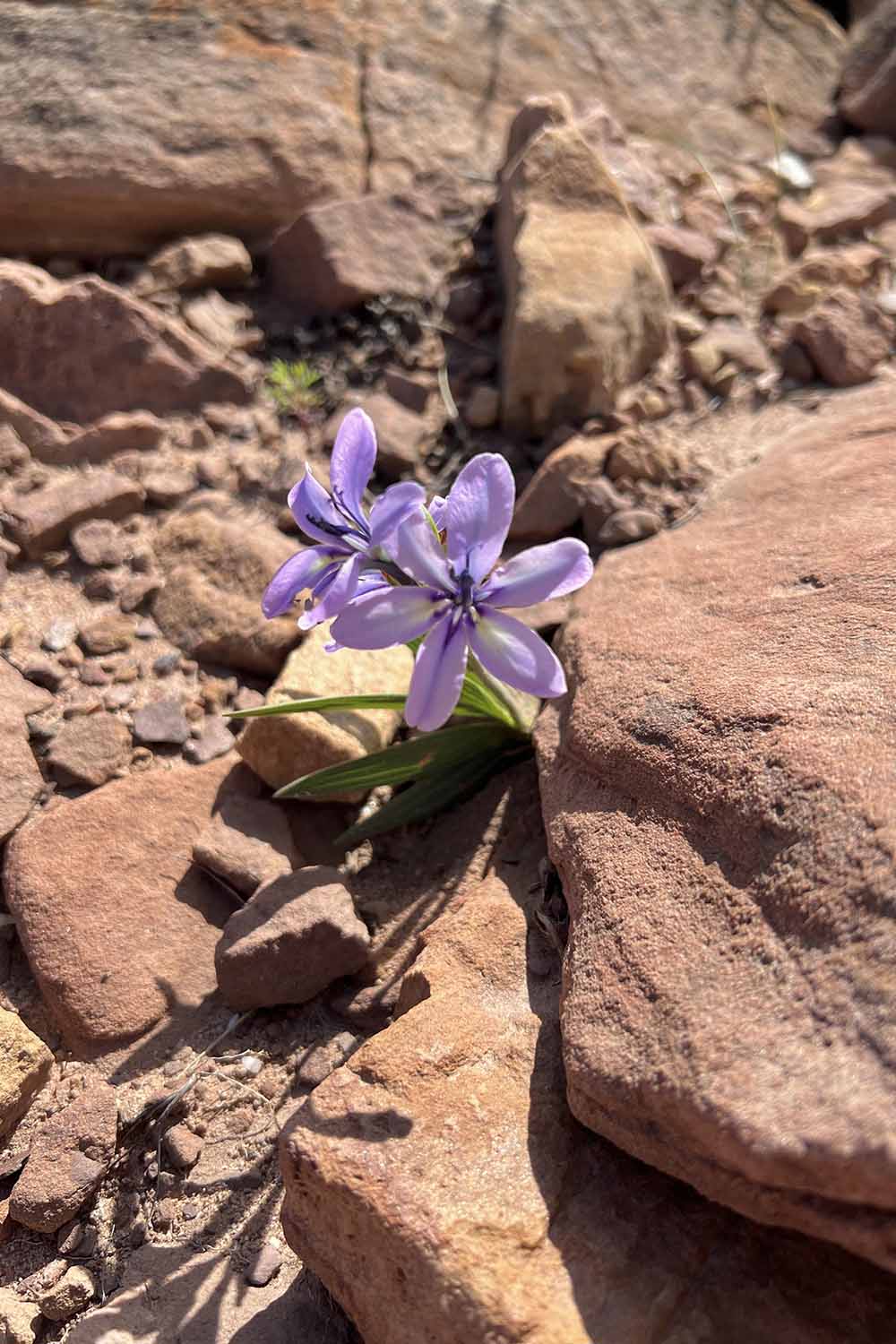 A close up vertical image of a small, light purple Babiana stricta plant growing in a rocky outcrop in the wild.