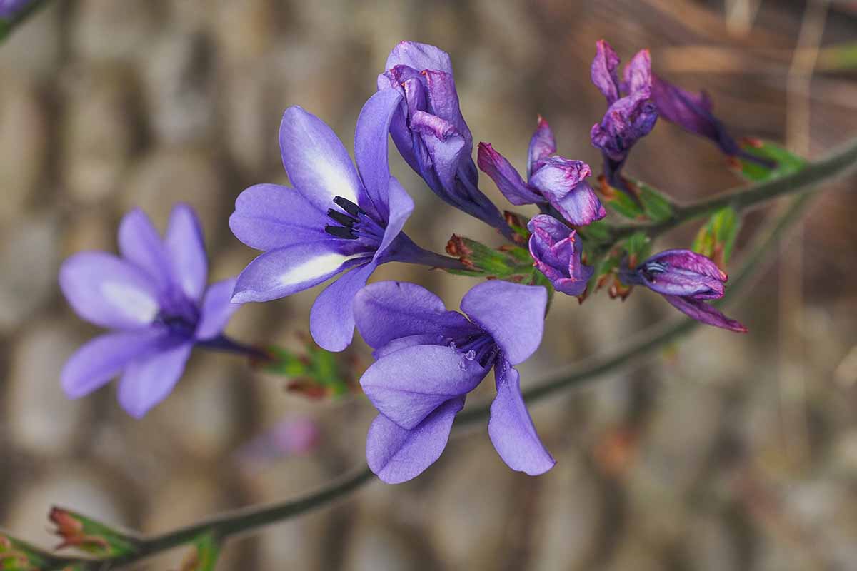 A close up horizontal image of light blue and white baboon flowers growing in the landscape pictured on a soft focus background.