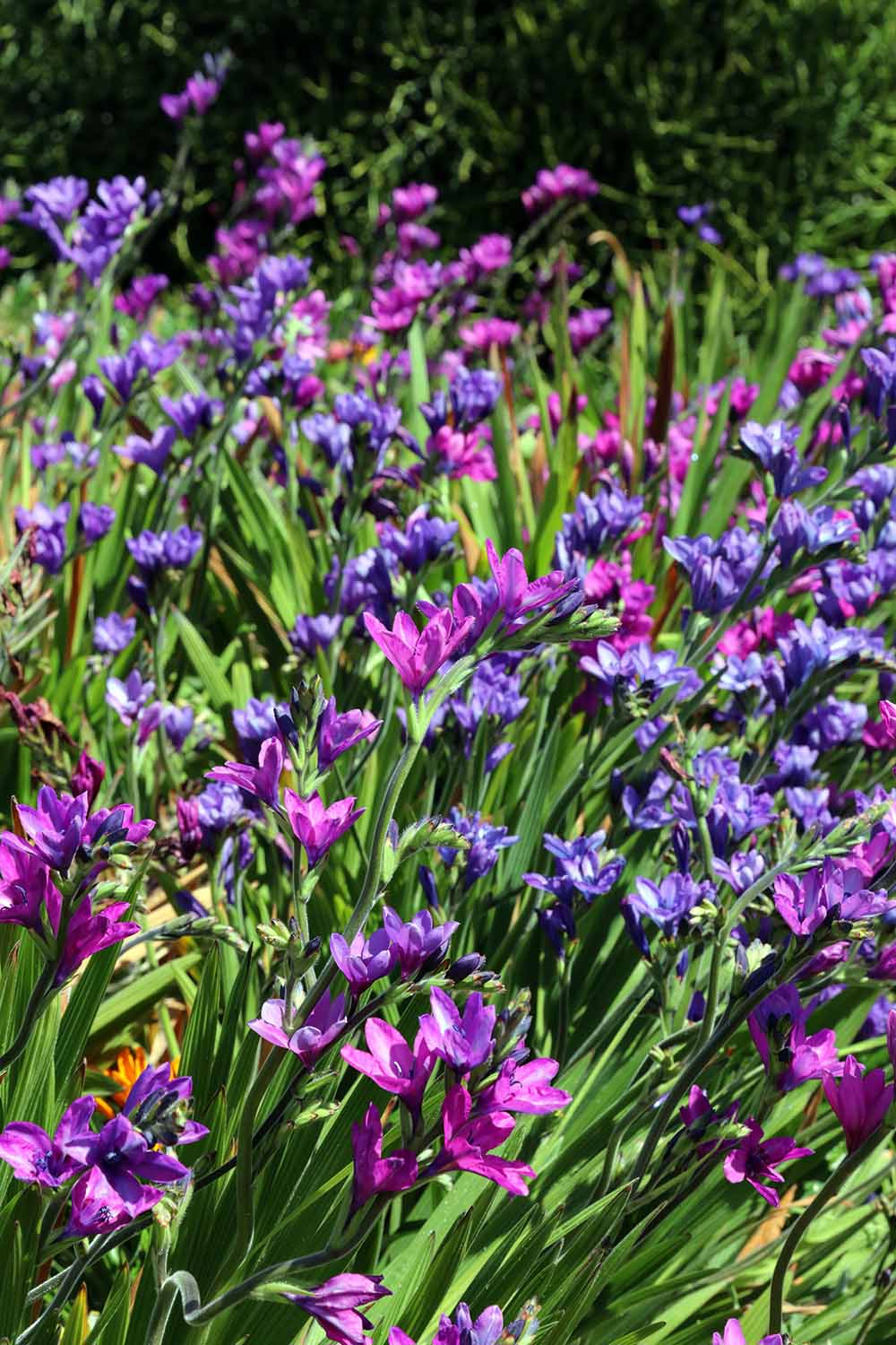 A close up vertical image of Babiana nervosa flowers in deep pink and purple growing in a mass planting pictured in bright sunshine.