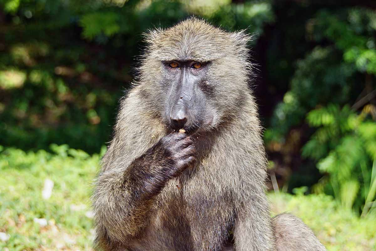 A close up horizontal image of a baboon looking pensive munching on a corm or something.