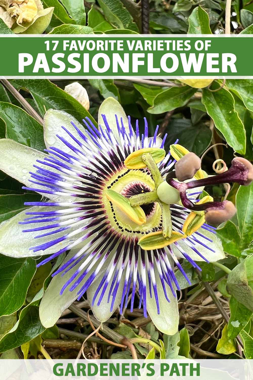 A close up vertical image of a passionflower bloom surrounded by foliage. To the top and bottom of the frame is green and white printed text.