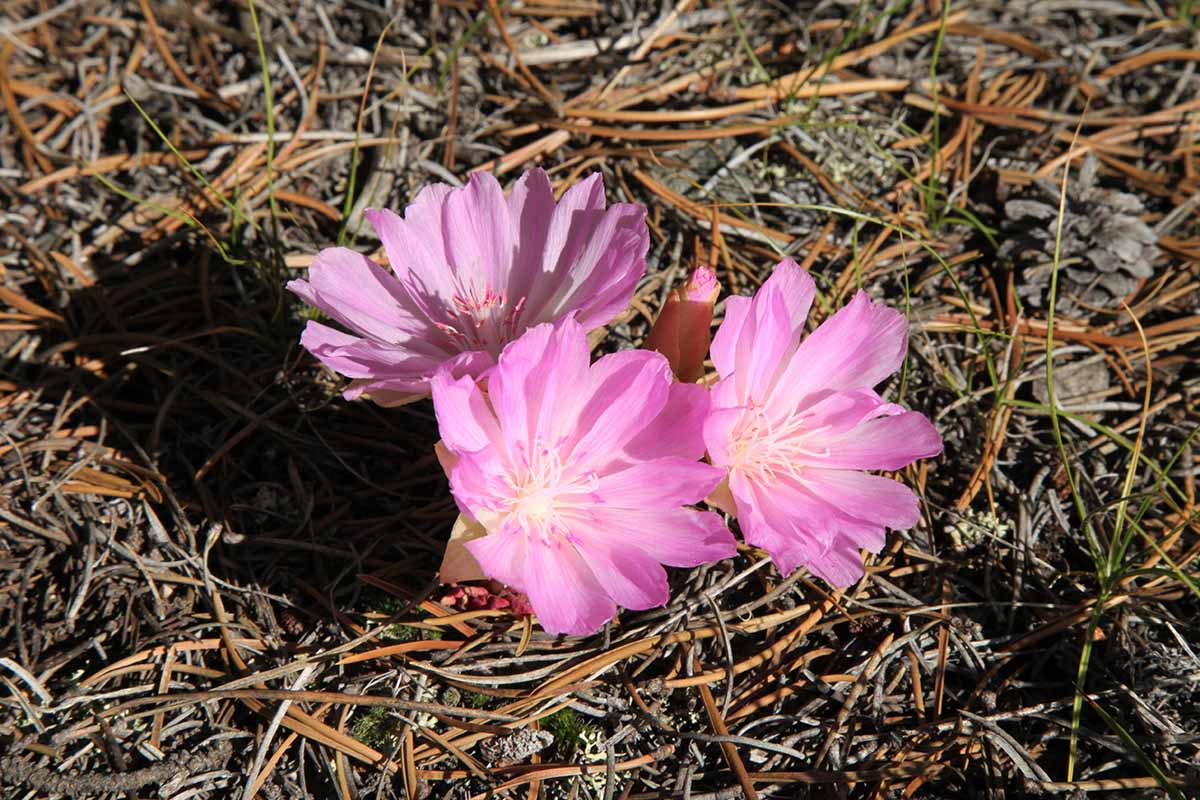 A close up horizontal image of pink bitterroot flowers growing in bright sunshine.