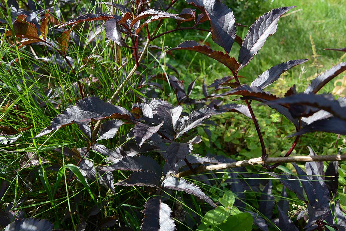 A close up of the dark purple foliage of the 'Black Beauty' Sambucus nigra cultivar, with green grass in soft focus in the background.