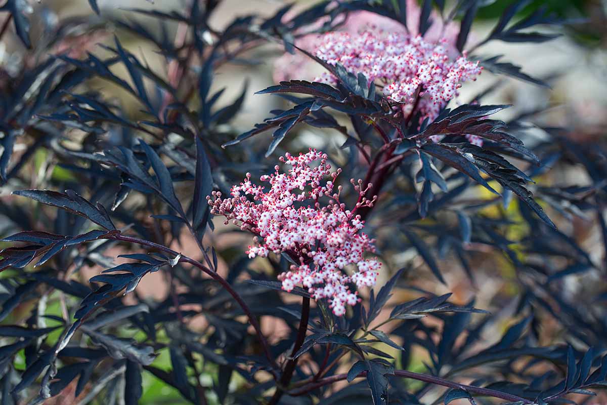 A close up of the delicate pink flowers and dark purple foliage of the 'Black Lace' Sambucus nigra cultivar pictured on a soft focus background.