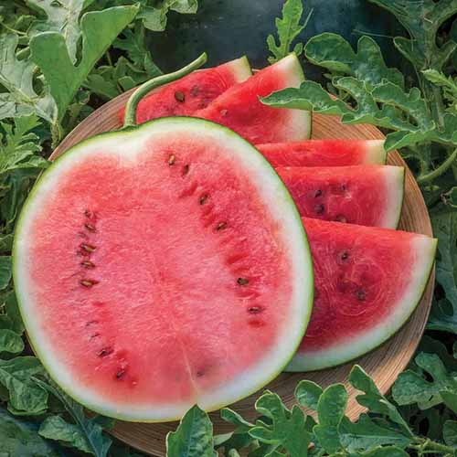 A close up square image of a 'Blacktail Mountain' melon cut in half and sliced set on a bamboo plate surrounded by foliage.