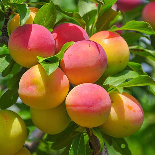 A close up square image of 'Blenheim' apricots growing on the tree pictured in bright sunshine.
