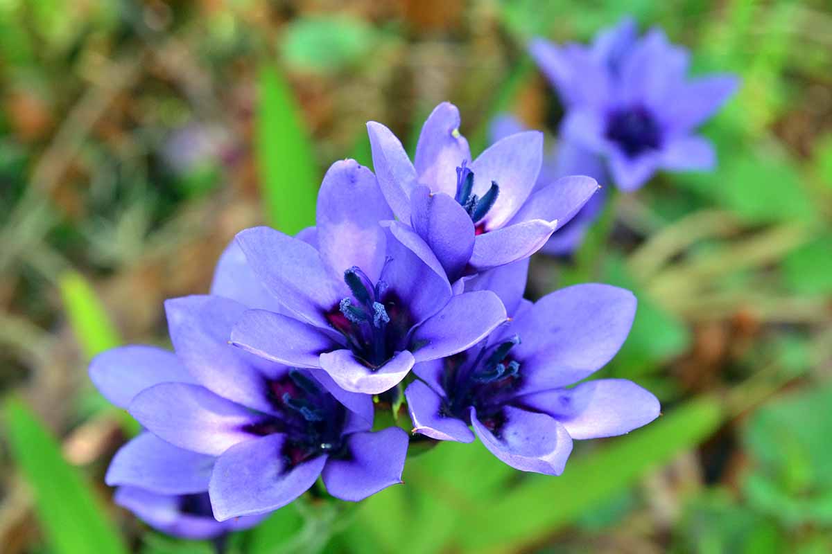 A close up horizontal image of blue freesia (Babiana nervosa) pictured on a soft focus background.