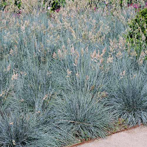 A square image of blue fescue grass growing next to a pathway.