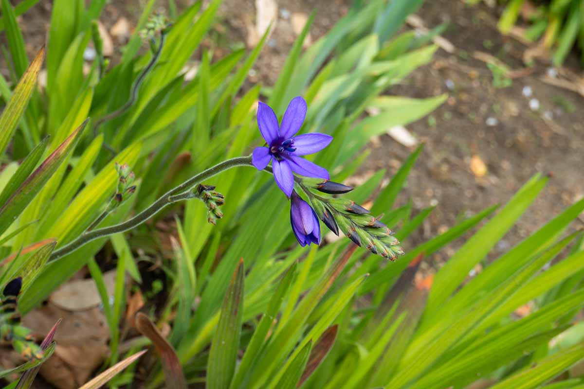 A close up horizontal image of a clump of Babiana nervosa (aka B. stricta) growing in the landscape.