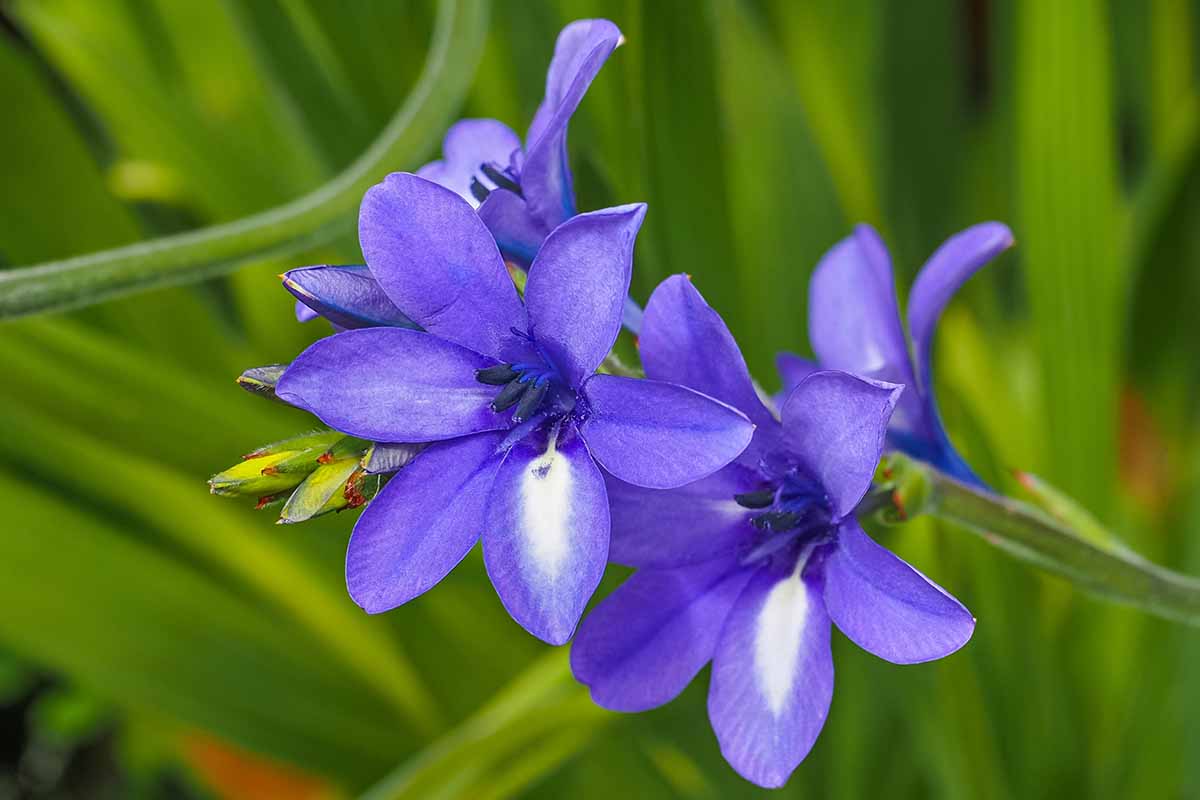 A close up horizontal image of blue freesia aka Babiana nervosa growing in the garden.