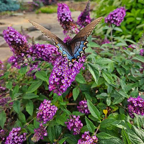 A close up square image of a butterfly feeding from a Blueberry Pie butterfly bush shrub.
